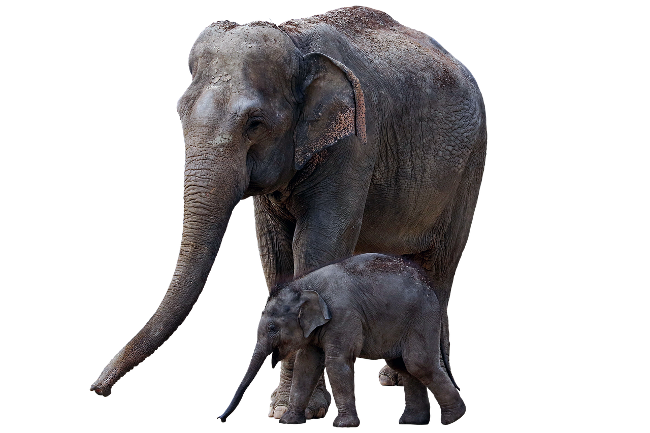 Elephant Horns Ears Free photo on Pixabay