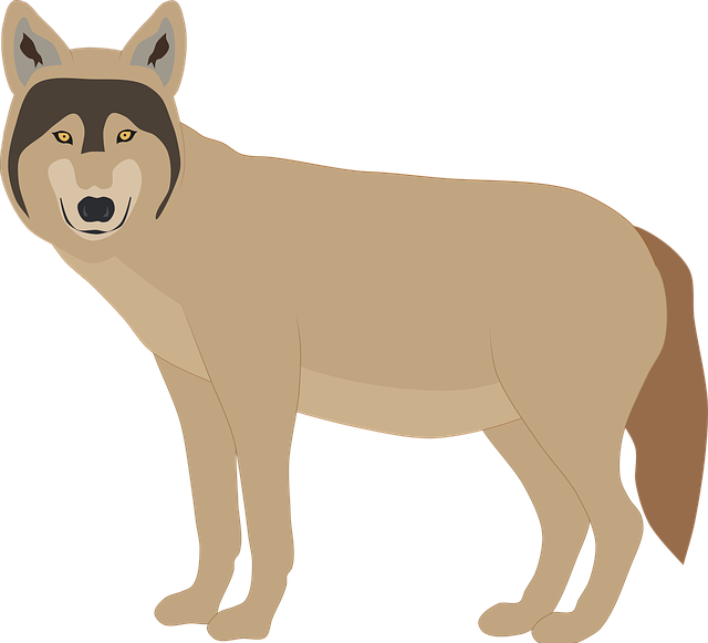 Free Wolf Animal vector and picture