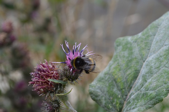 Free Bumblebee Thistle photo and picture
