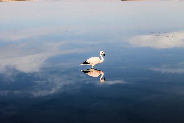 Flamenco, Flamingo, Sø, Dam, Afspejling