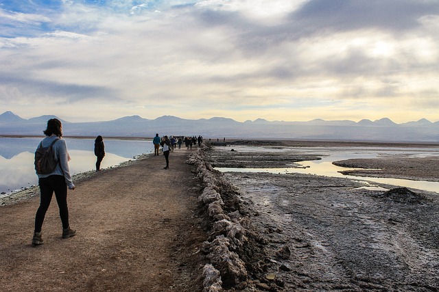 Flamenco, San Pedro Atacama, Laguna
