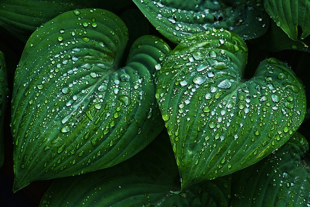 Free leaf wet raindrop illustration