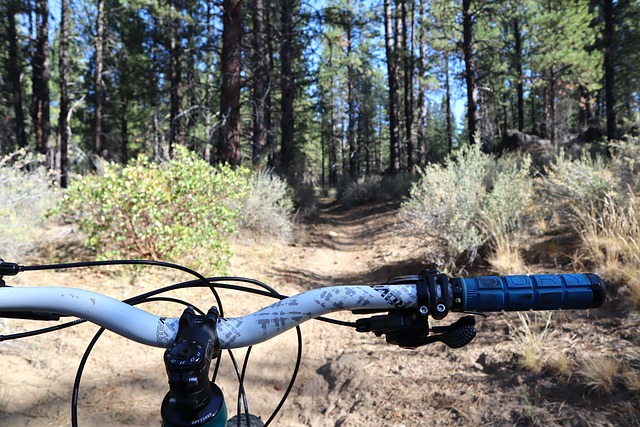 Free Woods Forest photo and picture