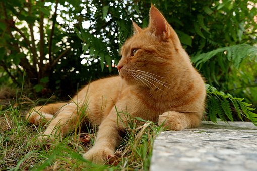 Katze, Katzenartig, Kätzchen, Inländisch