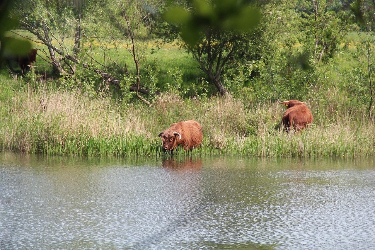 Buffalo - free online jigsaw puzzle photo