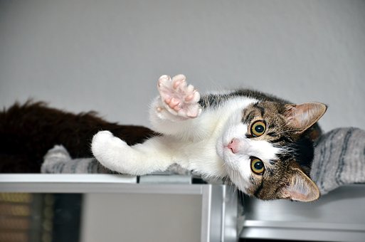 Free Cat Paw photo and picture