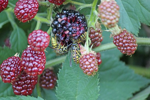 Free Wasp Insect photo and picture