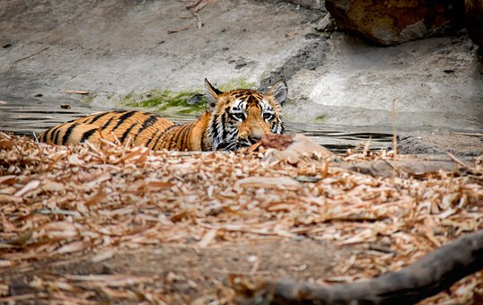 Free Tiger Cat photo and picture