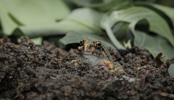 Free Frog Golden Frog photo and picture