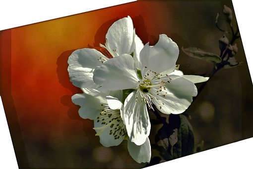 Free Flowers Petals photo and picture