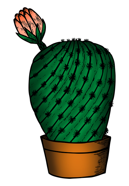 Free cactus cacti plant illustration