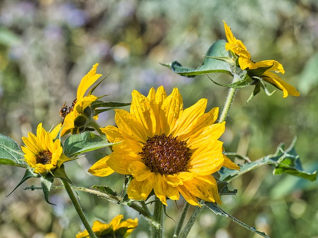 Floare De Flori A Inflori Bloom - Fotografie gratuită pe Pixabay - Pixabay