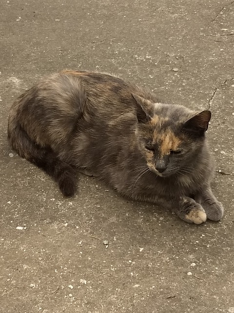 Cat, Tabby Katten, Sittende Katt