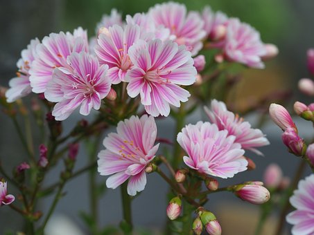 Free Flowers Petals photo and picture