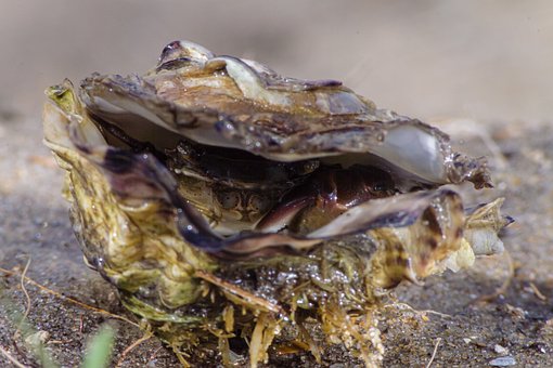 Free Oyster Beach photo and picture