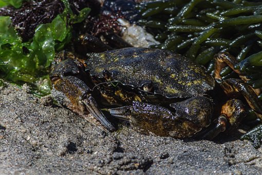 Free Crab Beach photo and picture
