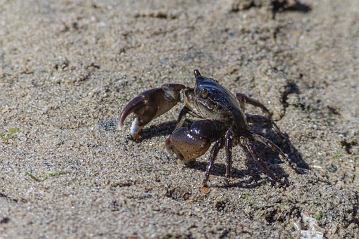 Free Crab Crustacean photo and picture