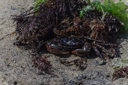 Free The Beach Crab Beach photo and picture