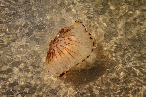 Free Compass Jellyfish Sea photo and picture