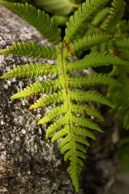 Free Leaf Foliage photo and picture