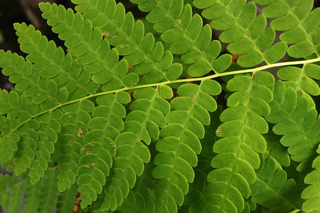Free Leaves Foliage photo and picture