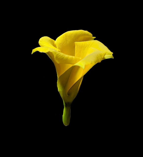 Blume, Blütenblätter, Schöne Blumen