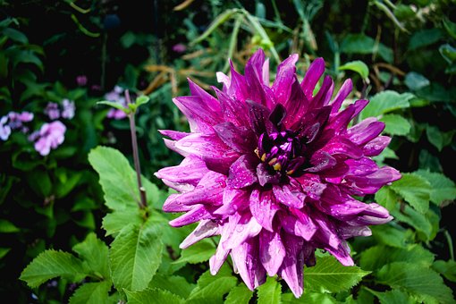 Free Flower Nature photo and picture