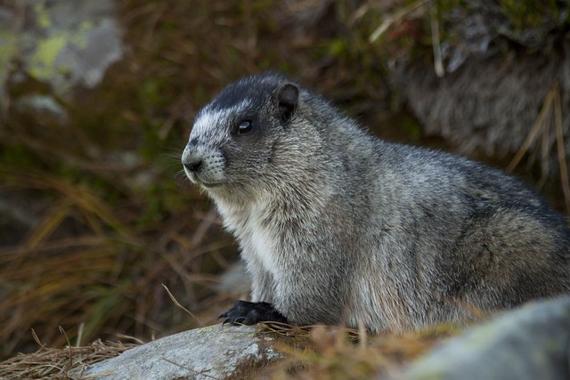 marmot, mountain, animal, alpine, nature, mammal, groundhog, rodent, fur, hiking, groundhog, groundhog, groundhog, groundhog, groundhog