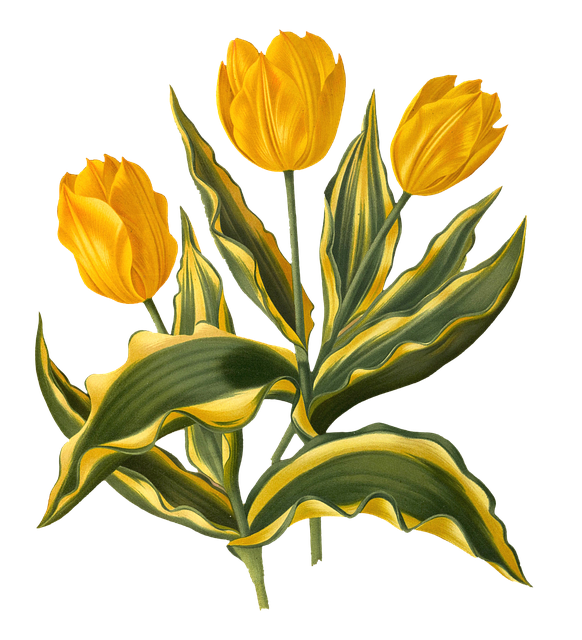 Blumen, Tulpen, Gelb, Blätter, Grün