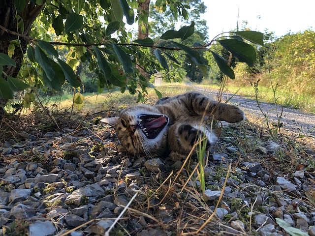 Free Cat Summer photo and picture