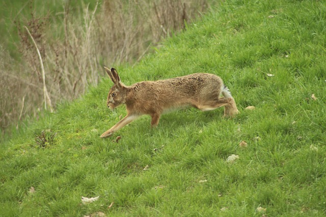 Free Rabbit Field Hare photo and picture