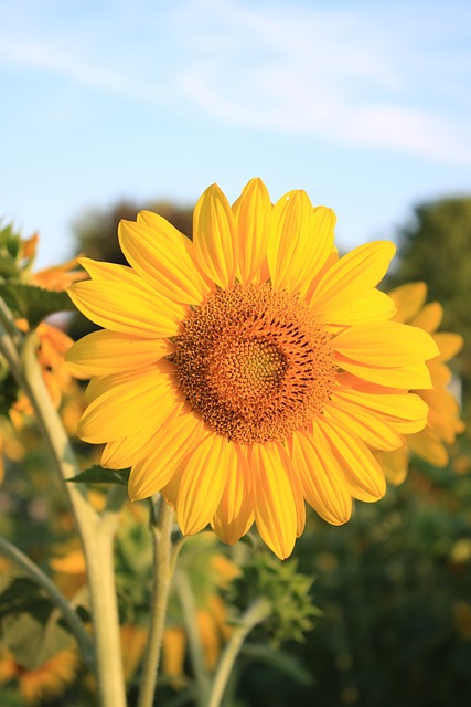 Free Sunflower Flower Background photo and picture