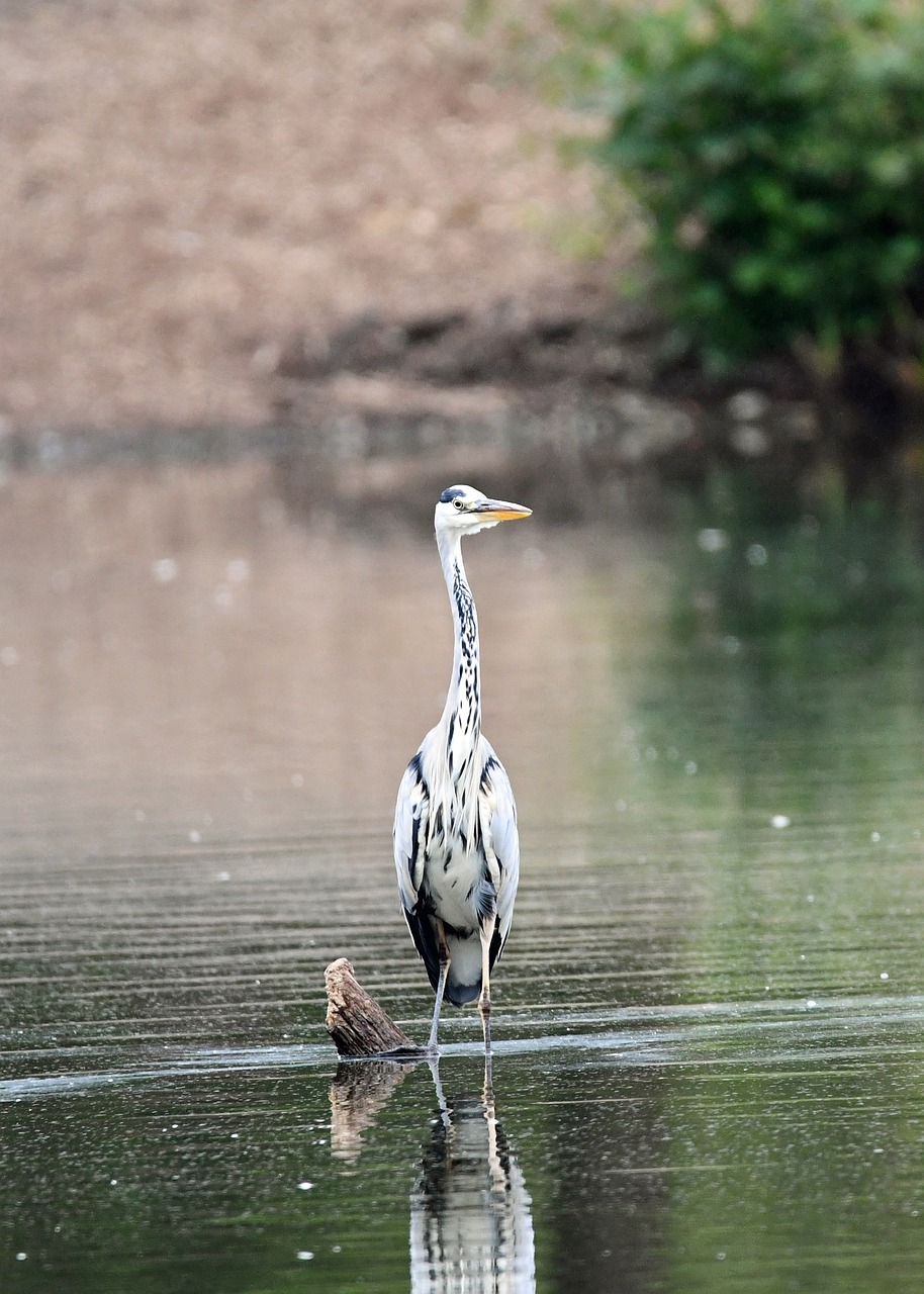 サギ 水鳥 鳥 - Pixabayの無料写真 - Pixabay