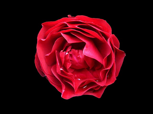 Free Red Rose Rose photo and picture