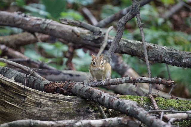 Esquilo, Animal, Natureza, Roedor