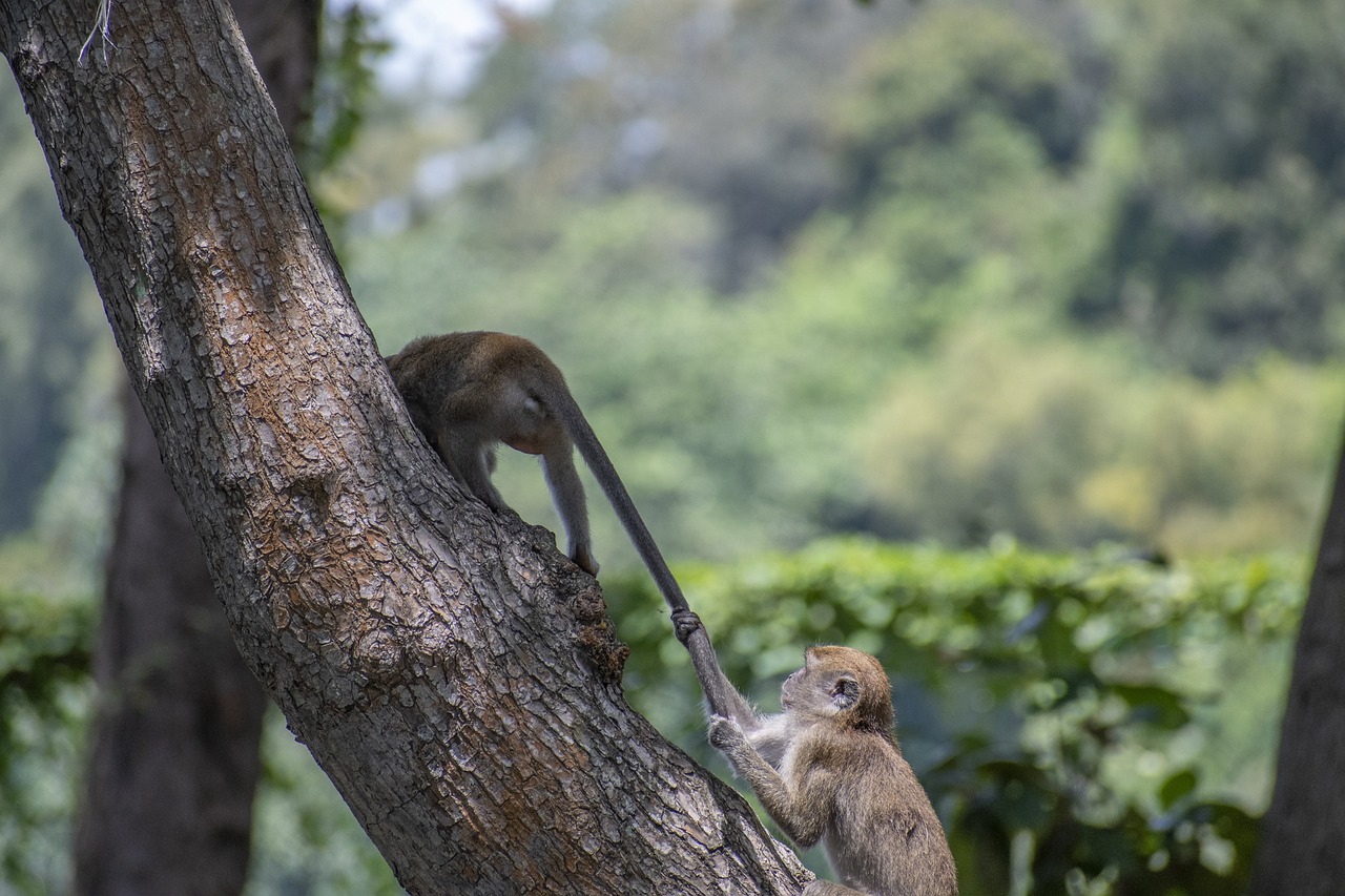 Tree Monkey Primate Free photo on Pixabay Pixabay