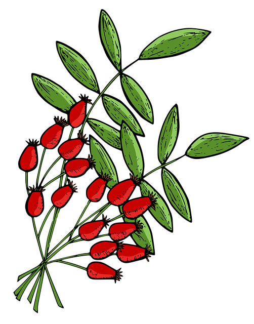 Free rose hip wild rose hip illustration