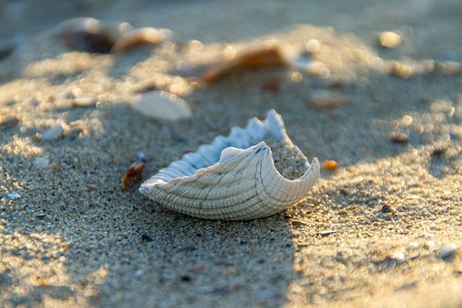 Free Cockle Nature photo and picture