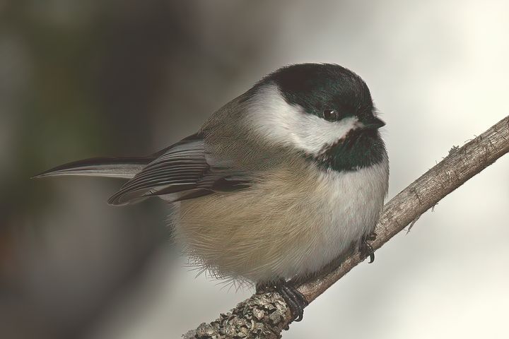 200+ Free Chickadee & Bird Images - Pixabay