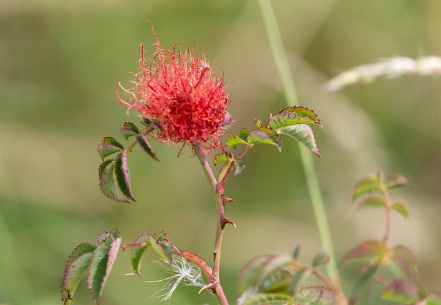 Free Bedeguar Gall Wasp Diplolepis Rosae photo and picture