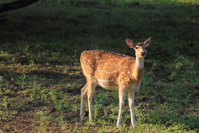 Free Deer Fawn photo and picture