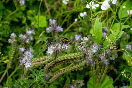 Free Flower Strips Bumblebee photo and picture