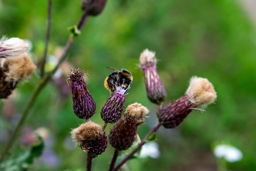Free Flower Strips Bumblebee photo and picture