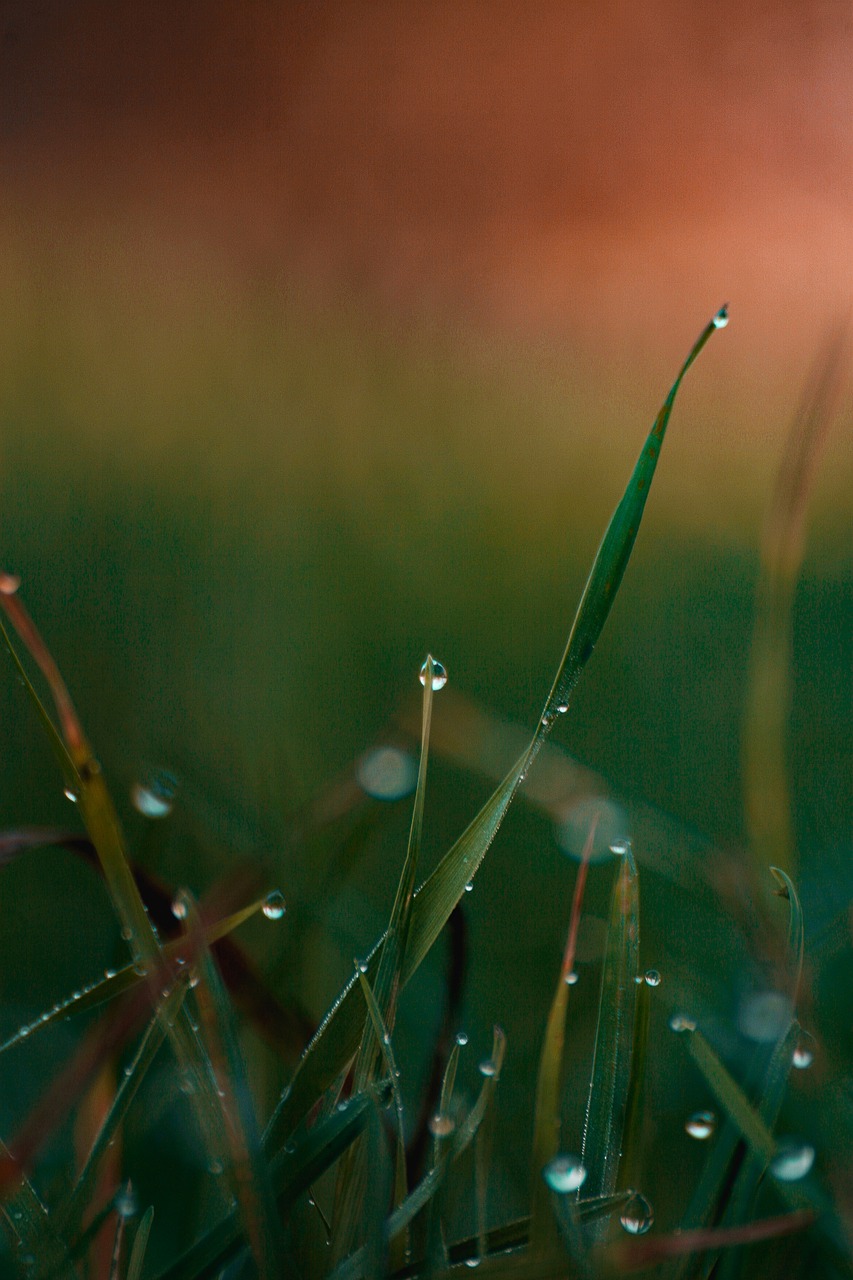 잔디 이슬 Bokeh - Pixabay의 무료 사진 - Pixabay