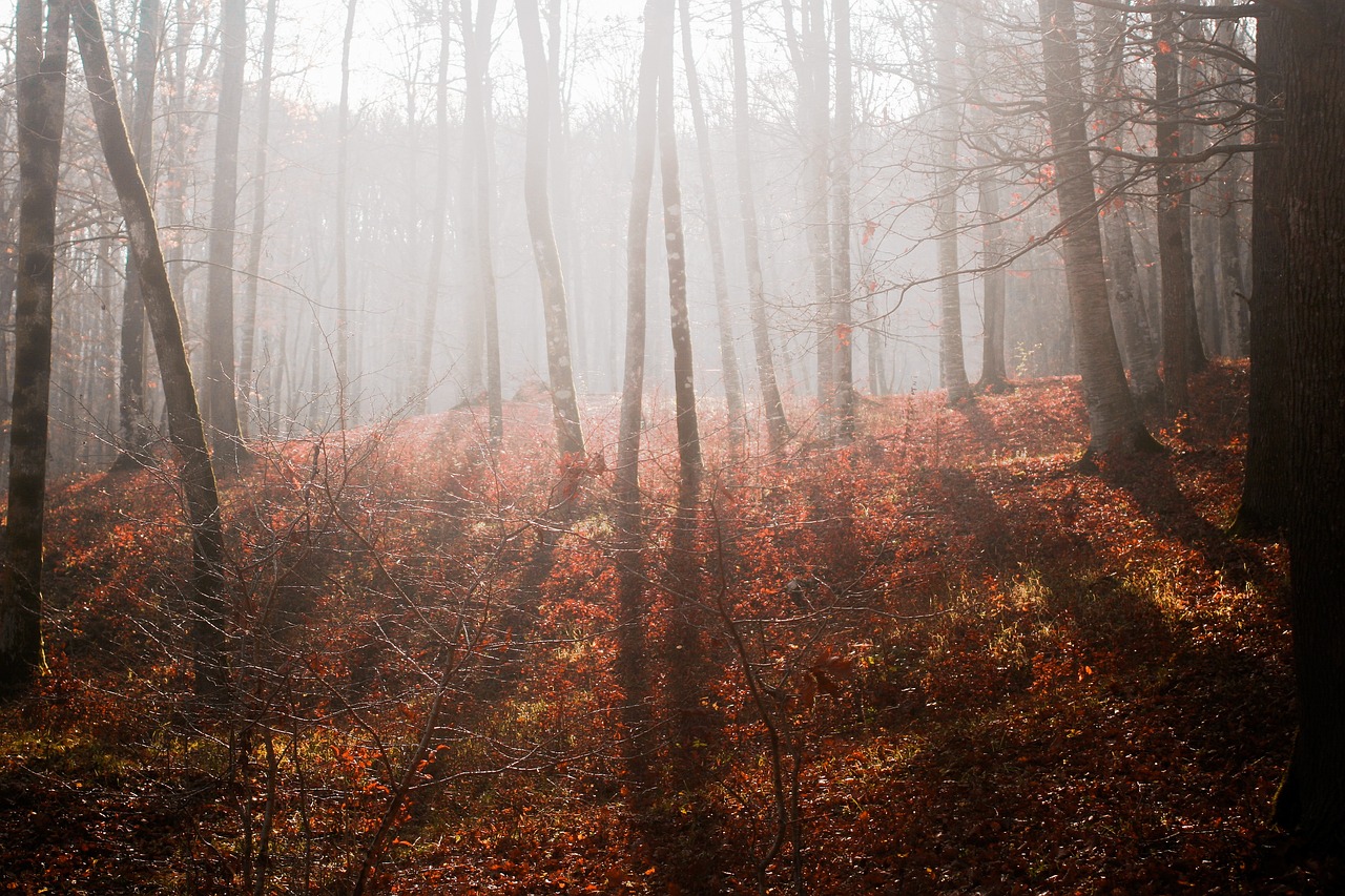 Woods - free online jigsaw puzzle photo