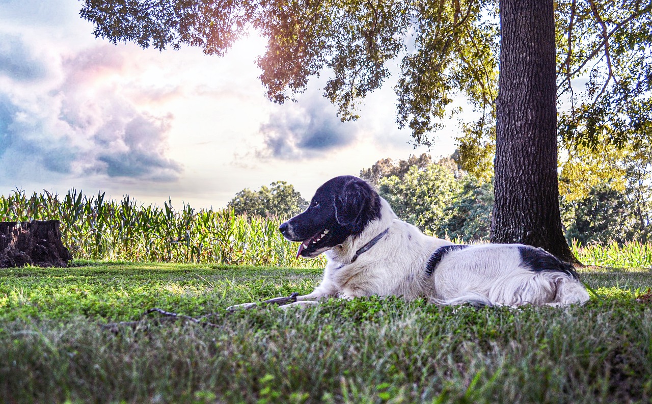 狗 犬类 宠物 - Pixabay上的免费照片 - Pixabay