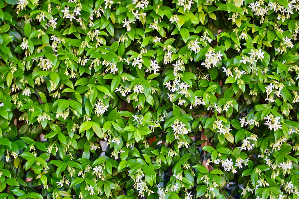 fleurs-feuilles-jasmin-free-photo-on-pixabay-pixabay