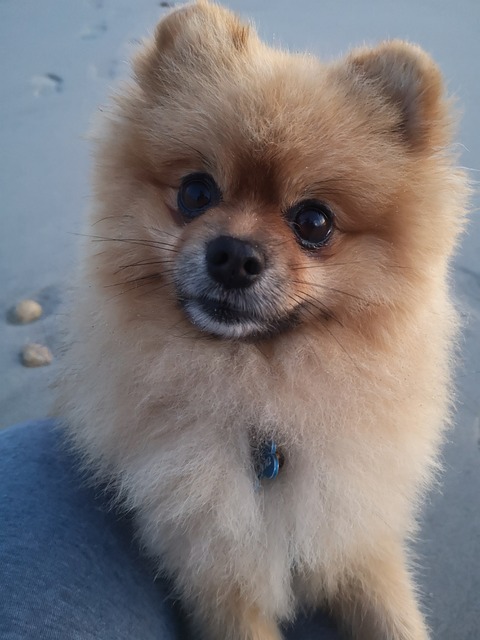 Free Dog Pet photo and picture