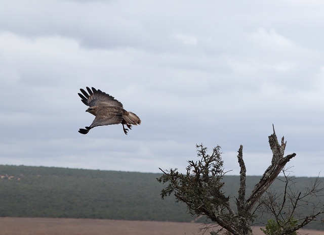 Free Eagle In Flight African Eagle photo and picture