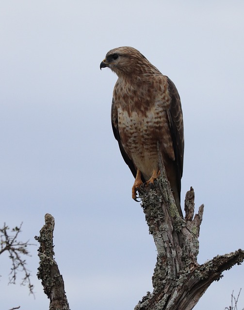 Free African Eagle At Rest Eagle photo and picture